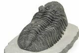 Large Phacopid (Drotops) Trilobite - Mrakib, Morocco #233835-5
